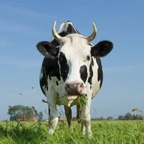Formaggio biologico - Formaggio vegetariano