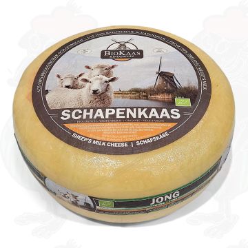 Formaggio di pecora biologico | Qualità aggiuntiva | Formaggio intero 5,4 chili